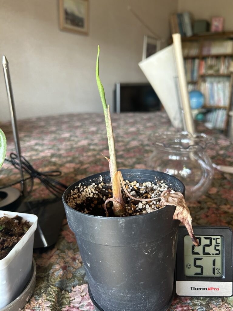 葉はやられたけど新芽ドリルは出た